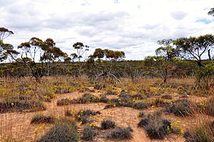Triodia scariosa (with infloresence) in Mallee landscape at Hattah Kulkyne NP, Vic (Nov 2022)