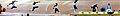Triple Jump,Idowu Phillips, Beijing 08