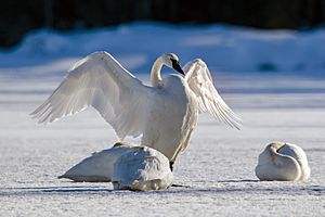 Trumpeter swans in winter.jpg