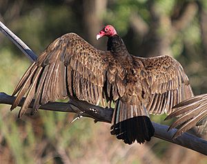 Turkey vulture Bluff