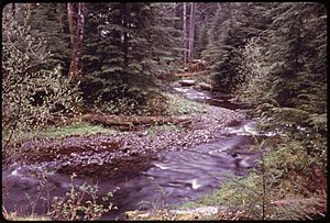 WEST FORK OF THE SATSOP RIVER IN OLYMPIC NATIONAL TIMBERLAND, WASHINGTON. NEAR OLYMPIC NATIONAL PARK - NARA - 555218