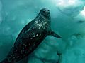Weddell seal swims underwater in McMurdo Sound (Image 3)