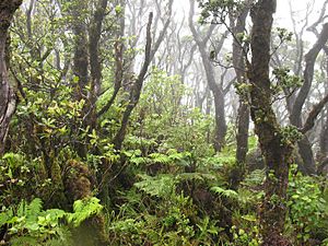 Wet forest of Kohala Mountain