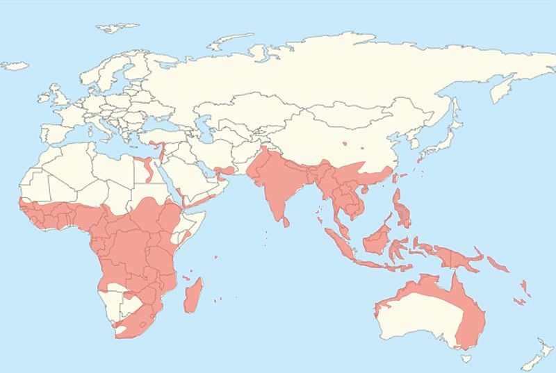 Worldwide distribution of Pteropodidae