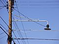 2014-10-30 11 28 51 Old street lamp on Fireside Avenue in Ewing, New Jersey