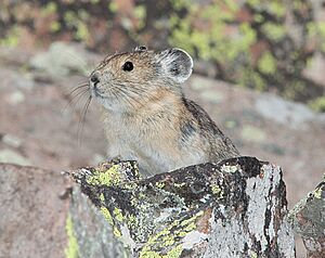 AMERICAN PIKA (Ochotona princeps) (8-19-13) 9000 ft, just s of stunner pass, conejos co, co -01 (9592444667)