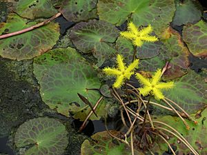 Alligator Leaf Nymphoides - Flickr - treegrow (1).jpg