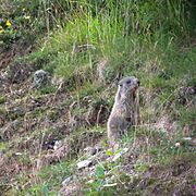 Alpine marmot in Tenna