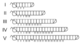 Anamorphic development in Nemasoma