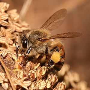 European honey bee Facts for Kids
