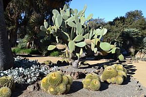 Arizona Cactus Garden at Stanford University 4