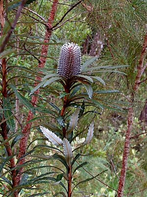Banksia plagiocarpa HI.jpg