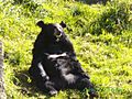Bear in G B Pant High Altitude Zoo,Nainital