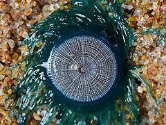 Blue Button Porpita Porpita Uthandi Jan21 D72 19405