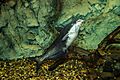 Blue catfish 01