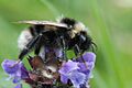 Bombus.subterraneus.-.lindsey
