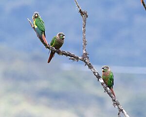 Brown-breasted Parakeet