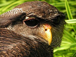 Bubo sumatranus (Barred Eagle Owl)