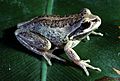 CSIRO ScienceImage 7488 Whistling Verreauxs Tree Frog