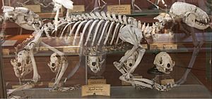 Caperatelskeleton