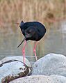 Captive bred kakī, black stilt