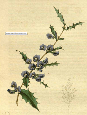 CaptureHovea chorizemifolia.png