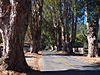 Carmel Valley Road-Boronda Road Eucalyptus Tree Row