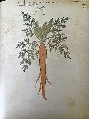 Carrot, Juliana Anicia Codex
