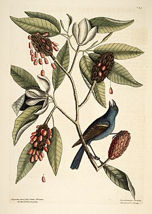 Catesby Natural History of Carolina plate 39 Magnolia virginiana and Blue Grosbeak