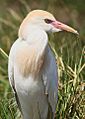 Cattle egret, Bubulcus ibis at Rietvlei Nature Reserve, South Africa (10159584906)