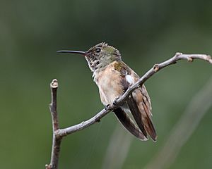 Chestnut-bellied Hummingbird (Female)