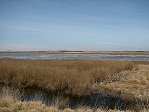 Cheyenne Bottoms