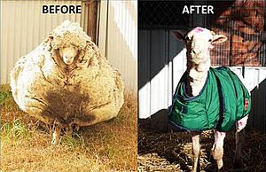 Chris (sheep) before and after.jpg