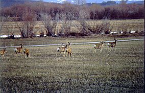 Cokeville Meadows NWR Mule Deer.jpg