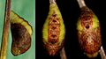 Common Imperial Pupa (3696513718)