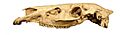 Cormohipparion occidentale