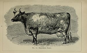 Cow-keeping in India, a simple and practical book on their care and treatment, their various breeds, and the means of rendering them profitable (1900) (20081628823)