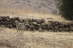 Coyote at Rancho Sierra Vista (19908851170)