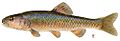 Creek chub (Semotilus atromaculatus)