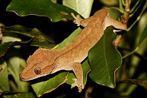 Crested gecko - 1.jpg