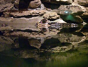 Croc in aquarium with reflection in water imgp4489cr