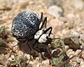 Cysteodemus armatus - Inflated Beetle Mojave desert 2016-04-05 (4)