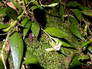 Dagger orchid Barrengarry mountain.jpg