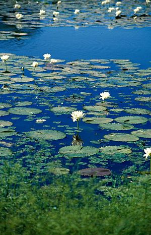 Delicate floating water lilies on Cumberland Dam near Georgetown in the Gulf, 1986
