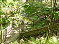 Devil's Millhopper - 2