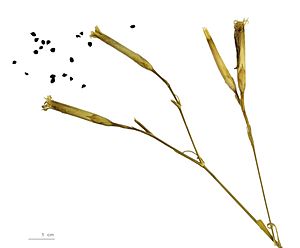 Dianthus superbus.MHNT.BOT.2012.10.8