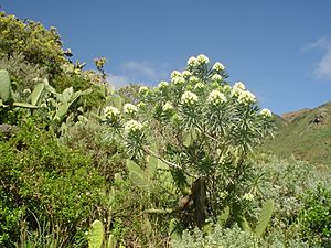 Echium leucophaeum.JPG