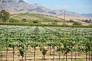 Edna Valley Vineyards, San Luis Obispo County (29594090285)