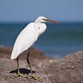 Egretta gularis oman