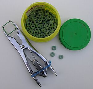 Elastrator rings